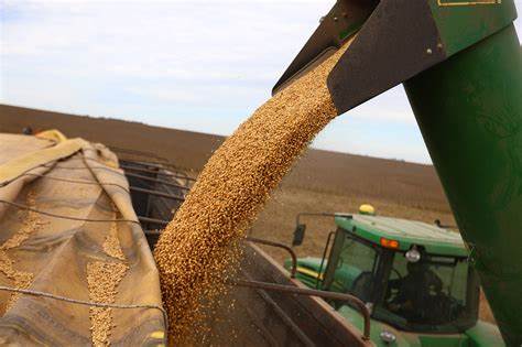 Exclusive-China pens Argentine soymeal test deal with eye on US trade war disruption