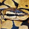 Snake Ball