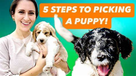 Perfect First Family Puppy | Pick A Puppy | Pet Docs - YouTube