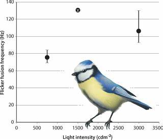 Ultra-Rapid Vision in Birds