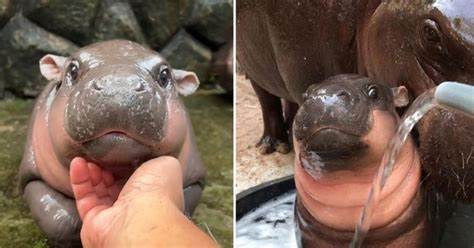 Baby-Hippo Moo Deng verzaubert Millionen