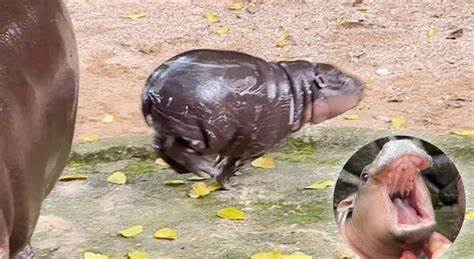 Virales Baby-Hippo: Moo Deng verzaubert Zoobesucher