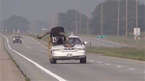 Have you seen this video of an African bull riding shotgun in car? - Yahoo! Voices