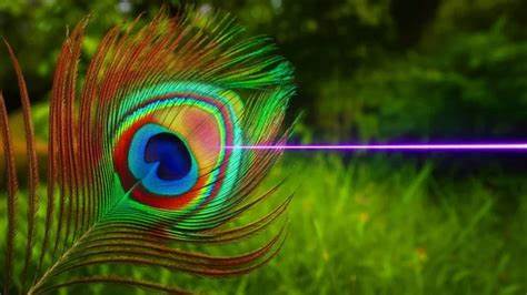 Peacock feathers can function as lasers