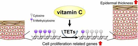 Vitamin C Boosts Epidermal Growth via DNA Demethylation