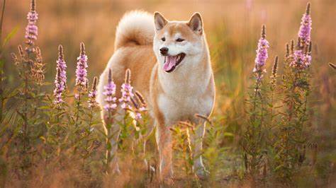 Shiba Inu Price Analysis: SHIB Sees Massive 13%+ Price Recovery After Market Crash. Here is The Next Possible Target - Analytics Insight