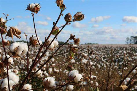 Cotton Holding Gains at Wednesday’s Midday