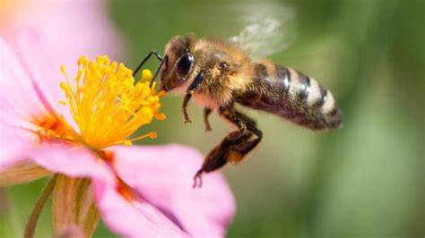 „Unsere Bienen sind gesund und seuchenfrei“ - SHZ