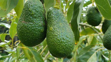 Westfalia Fruit snaps up Greenpoint Trading in strategic foodservice play