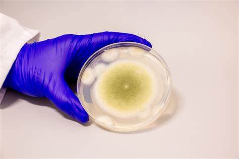 Penn Engineers Turn Toxic Fungus into Anti-Cancer Compound