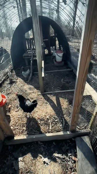 Chickens Are Weirder Than You Thought [video]