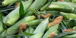 U.S. Farmers Haven’t Planted So Much Corn Since the Dust Bowl