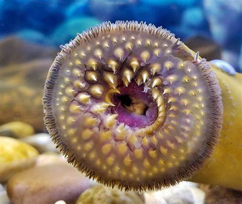 Lamprey