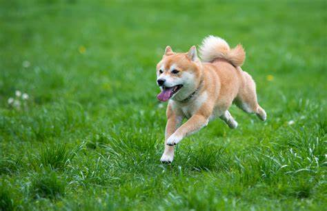 Is Shiba Inu a Millionaire Maker? - The Motley Fool