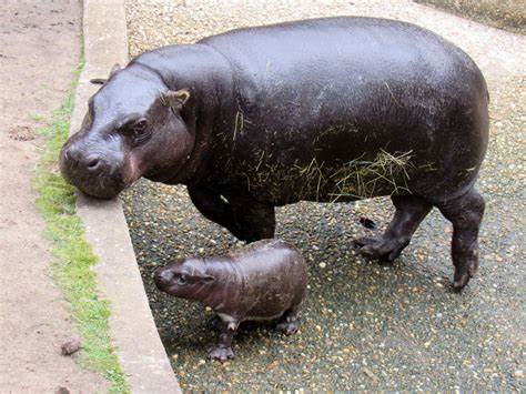 How Moo Deng the pygmy hippo is different from common hippos