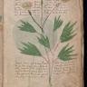 I Figured Out What the Voynich Manuscript Says; It's Something More Than Words