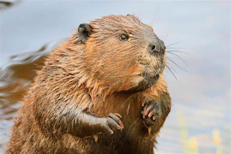 Bear-Sized Giant Beavers Once Roamed North America