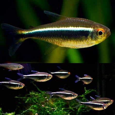 Black Neon Tetra