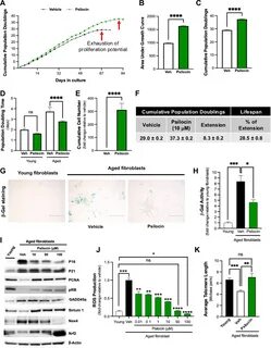 Psilocybin treatment extends cellular lifespan, improves survival of aged mice