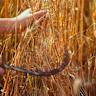Wheat Falling Despite Slow Harvest and Conditions Slip