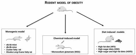 Obese rodents give scientists some food for thought - Financial Times