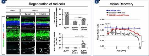 Restoration of retinal regenerative potential of Müller glia