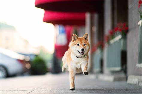 Where Will Dogecoin Be in 5 Years?