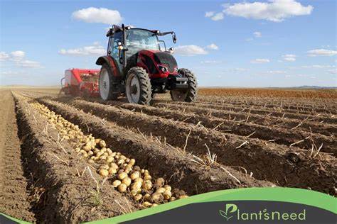 آموزش کاشت سیب زمینی از صفر تا صد - ivaco.ir