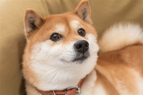 Is It Time to Sell Shiba Inu? - The Motley Fool