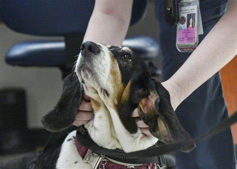 Three-legged dog brings comfort to physical therapy patients