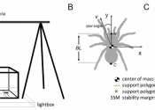 Tarantulas bend rules to keep running after losing two legs