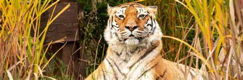 VIER PFOTEN in Österreich - YouTube