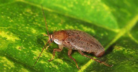 Kein Grund zum Ekeln: Schaben aus dem Mittelmeerraum verbreiten sich 