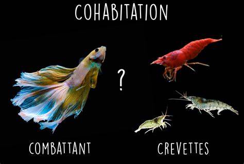 Cohabitation crevettes et poisson : espèces compatibles pour un 