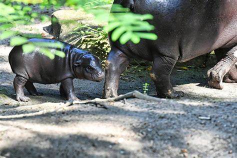 Berlin’s newest pygmy hippo makes her debut, with a name inspired by soccer star