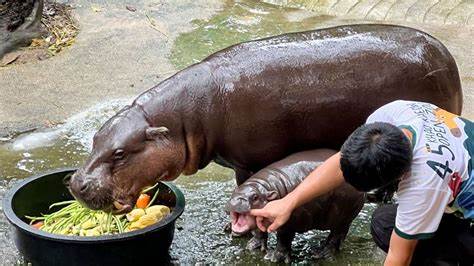 Hype um Tierbaby in Thailand: Ein Zwerghippo geht viral - Wie Moo Deng zum It-Girl wurde