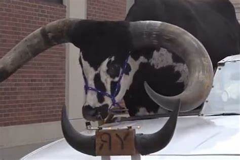 Police stop Nebraska man for bucking the law with a bull riding shotgun in his car - WKMG News 6 & ClickOrlando