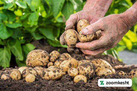 کاملترین آموزش کاشت سیب زمینی + آموزش تصویری - 1404