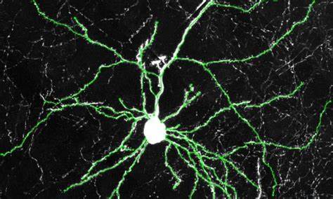 Human CLOCK gene enhances brain connectivity and mental flexibility in mice