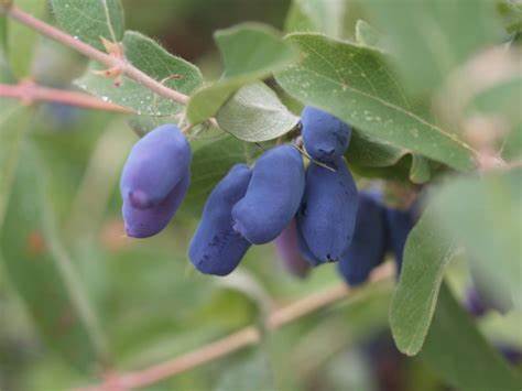 Haskap Berry Borealis - Female Plant - American Meadows