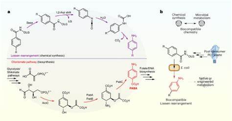 A biocompatible Lossen rearrangement in Escherichia coli