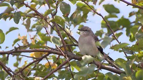 Erstmals in Deutschland gesichtet: Gartenspottdrossel lockt Hunderte Vogelfans ins Rheinland