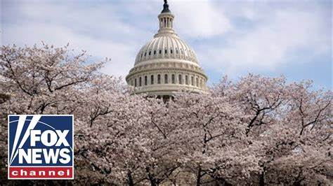 House Dems Introduce Bill to Ban Trump, Congress From Promoting, Launching Meme Coins - Decrypt