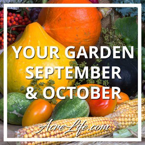 What to do in the garden in September and October | David Marshall