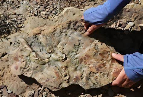 Fossils unearthed in Grand Canyon reveal new details of Cambrian explosion