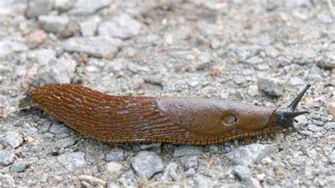 Cash for slime: Towns paying for dead slugs