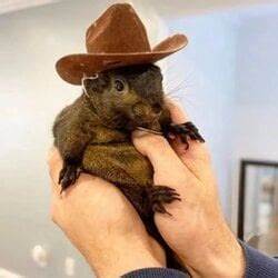 Pnuts for squirrel Price: PNUTS Live Price Chart, Market Cap & News Today - CoinGecko Buzz
