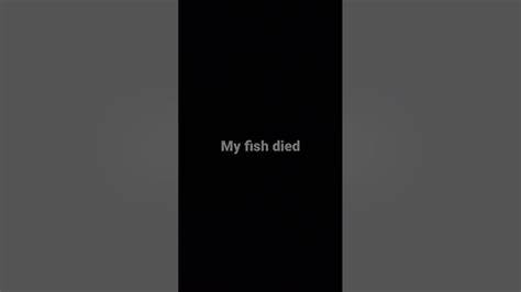Tell HN: My fish died because of CoderPad