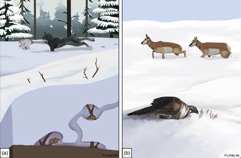 Hare by Example