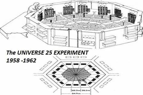 Universe 25 Experiment (2022)